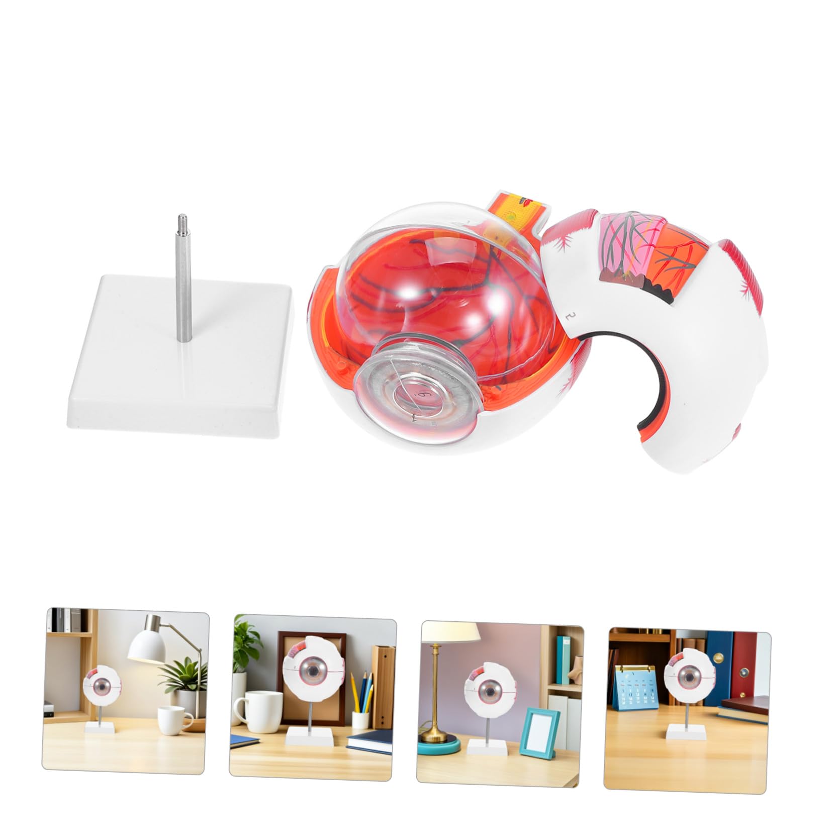 PRETYZOOM Modelo de Ojo Médico Numerado y Desmontable Estructura Anatómica Realista Material Didáctico para Laboratorios de Ciencias y Enseñanza Médica