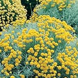 Santolina chamaecyparrisus/Cotton Lavender/Hardy Perennial/Seeds