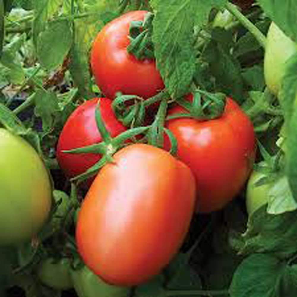 TOMATO, ROMA TOMATO SEED, NON- GMO, 100 SEEDS PER PACKAGE Jacobs Ladder Ent.