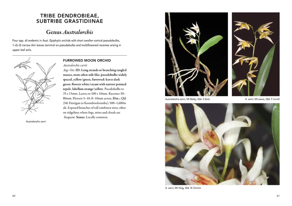 'Field Guide to Australian Orchids - Epiphytes: including the island territories