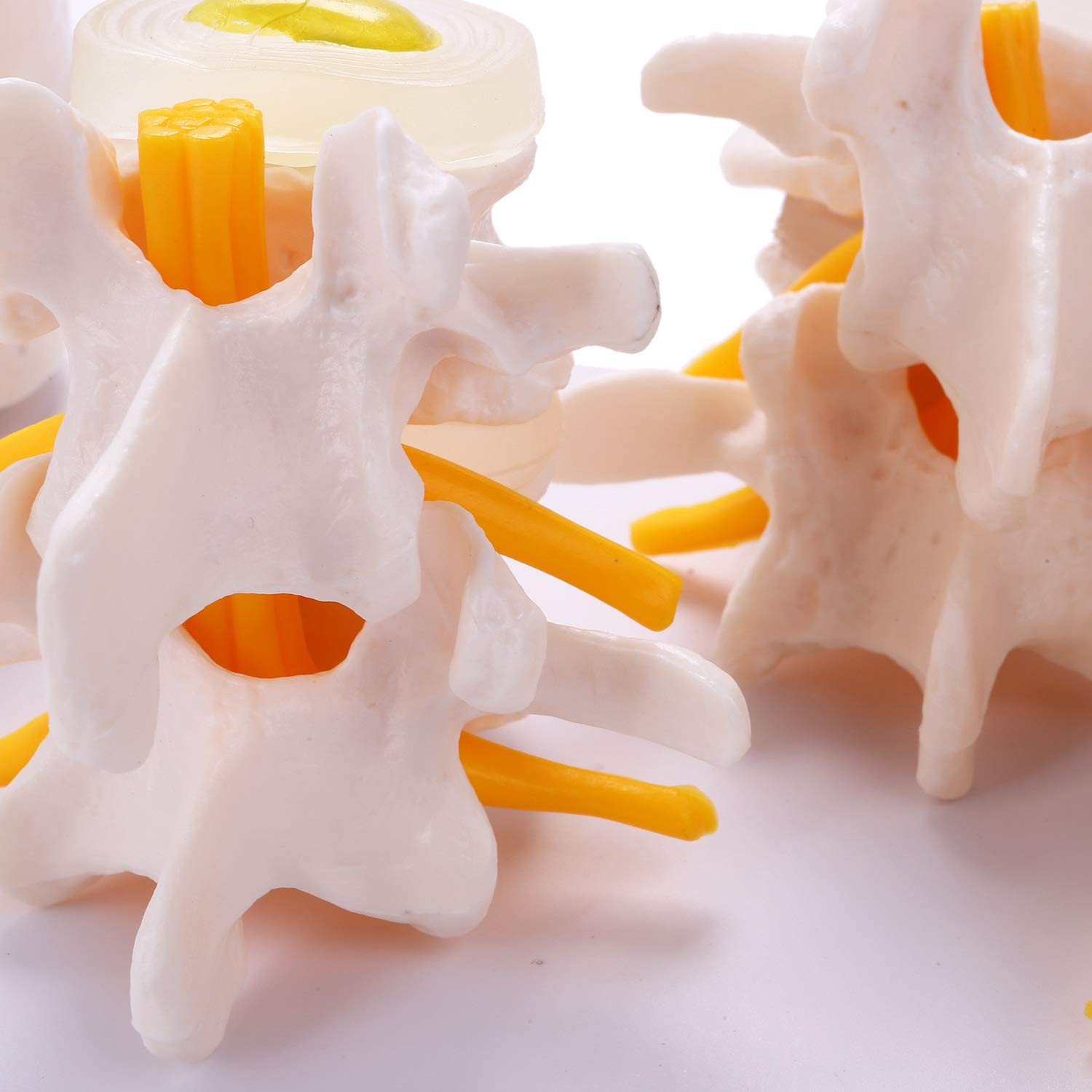 Modele anatomiczne Anatomia człowieka Szkielet Kręgosłup 4-etapowy Model Kręgów Lędźwiowych Mózg Czaszka Uraz Do Medycznych Materiałów Dydaktycznych Medyczne Narzędzie Dydaktyczne