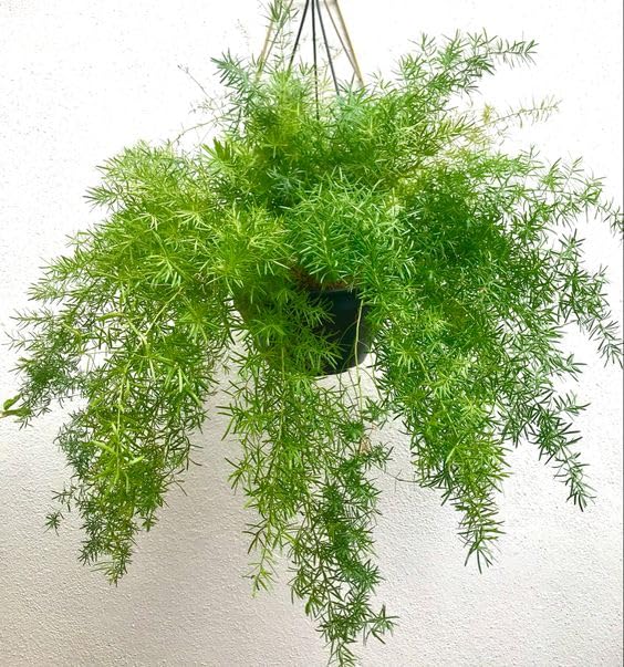 Live Asparagus densiflorus- sprengeri/Emerald Fern/Basket Asparagus- Live Plant/fern with pot I Low Maintenance I Ornamental I All Season I Ideal for hanging With Black Pot-image-20