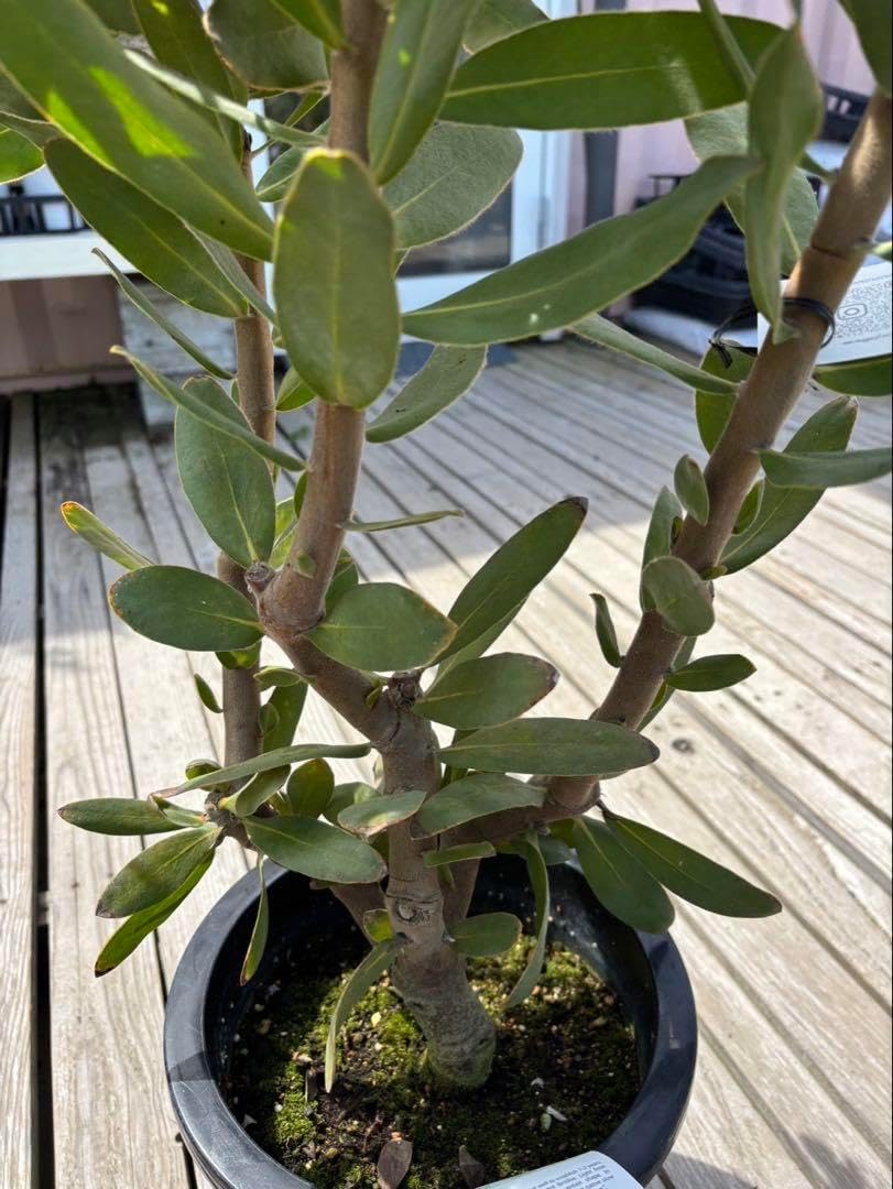 プロテアスサラ 大株3フラワー