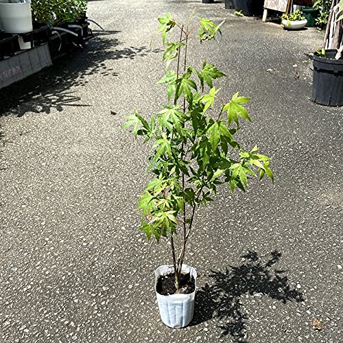 モミジの苗 いろは紅葉 3-3.5号ポット苗のサムネイル