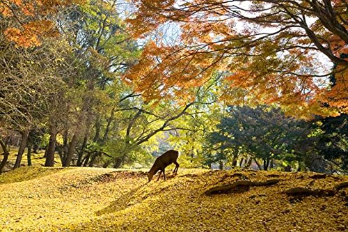 【Lac et Soleil】奈良県 奈良市 紅葉の森と鹿のポストカード葉書はがき Photo by絶景.com