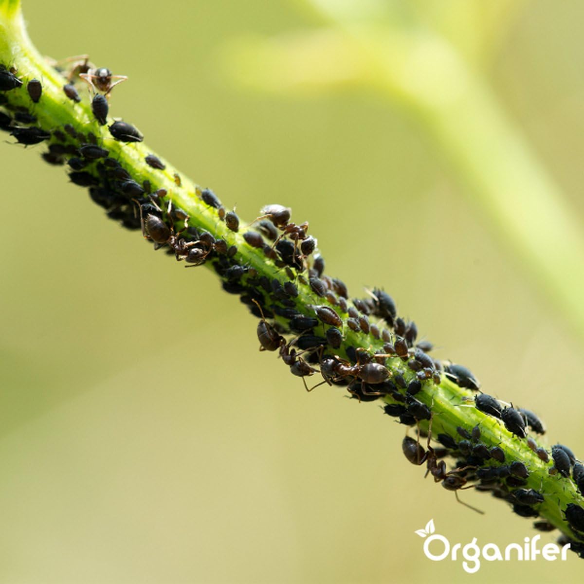 Kieselgur - 100% Rein - Bodenpulver - Ultrafeines Pulver - Ungiftiges Gartenpulver - Bodenverbesserung - Gartendünger - Kieselgur für Hühner - Gegen Ameisen - Organifer (10 KG)