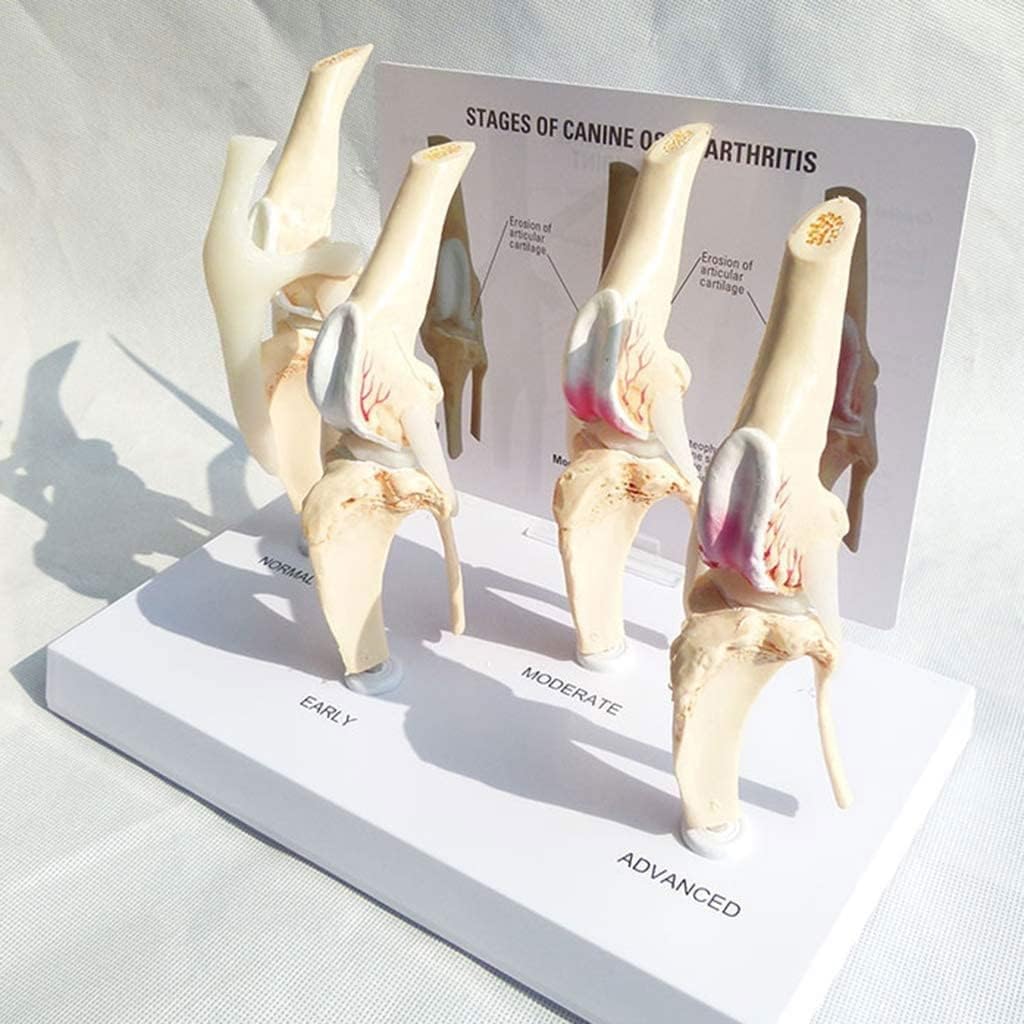Animal Anatomy Model Dog Four-Stage Knee Joint Arthritis Model Dog Joint Canine Osteoporosis, Anatomical Medicine Teaching Model For Medical Educational Training Aid Veterinary Animal Lovers Gift