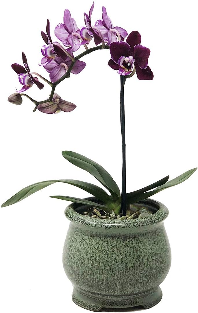 African Violet Pot, Succulent Planter Orchid Pot, Ceramic with Decorative Patina Glaze, Kitchen, Living Room, and Home Decor