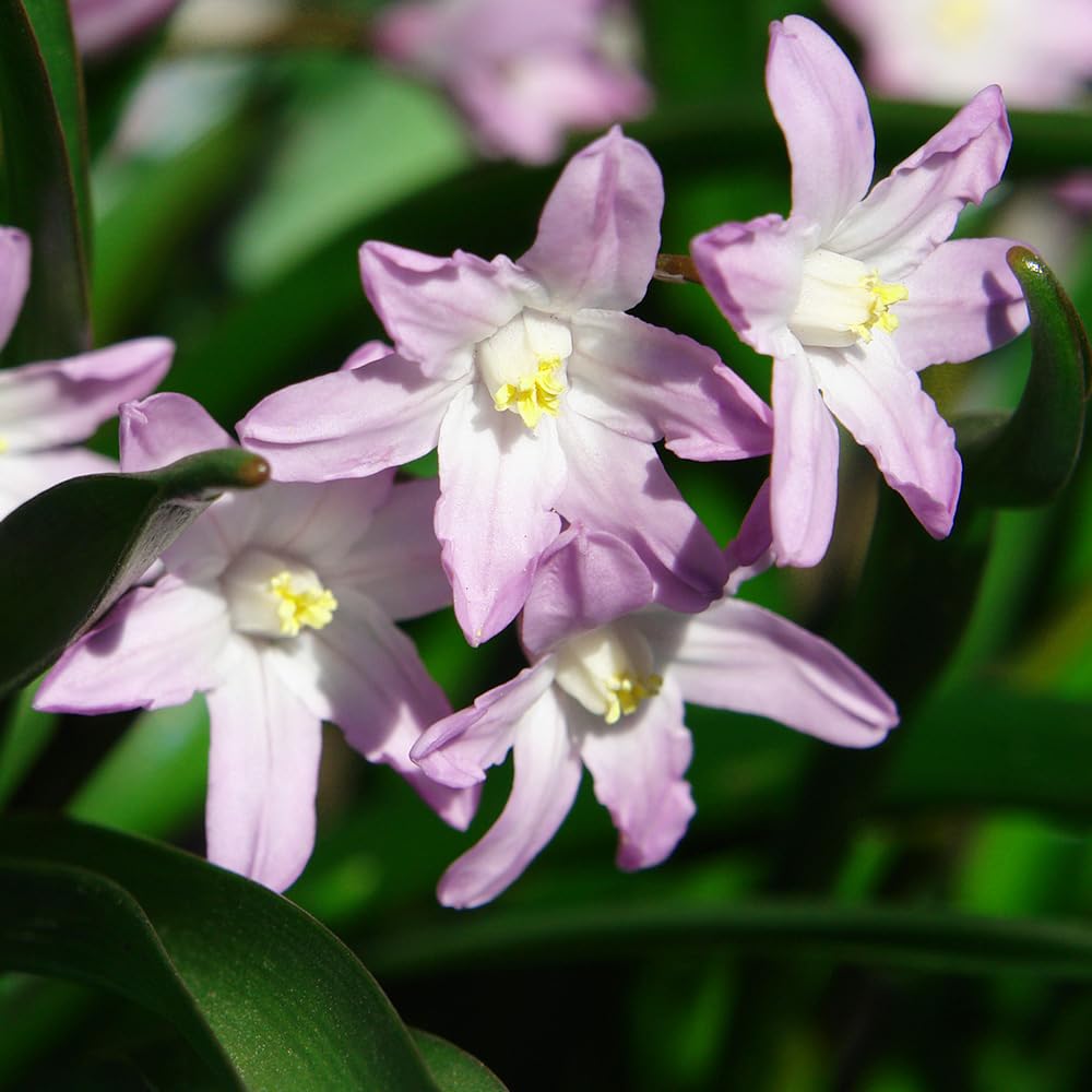 Amazon.co.jp: ITANSE チオノドクサ ピンクジャイアント 8球