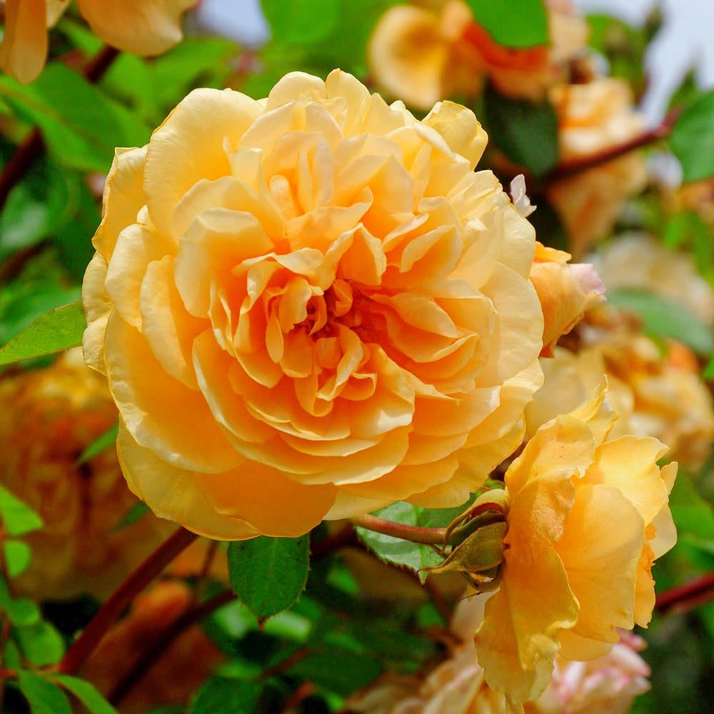 Yougarden Amber Harkness Rose 'Dad, You're One In A Million' ®, 4 Litre, Flowering Shrub Roses, Ready To Plant