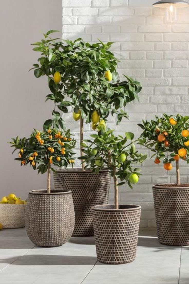 Árbol Kumquat Fortunella Margarita en Maceta - Cítrico Enano Natural (El naranjo enano, naranjo chino, naranja cherry o Kumquat) - Planta de Exterior para Terraza y Jardín