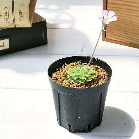 Amazon 食虫植物 ムシトリスミレ ピンギキュラ エセリアナ 2号鉢 Pinguicula Esseriana 鉢 Amazon 食虫植物 ムシトリスミレ ピンギキュラ エセリアナ 2号鉢 Pinguicula Esseriana 鉢
