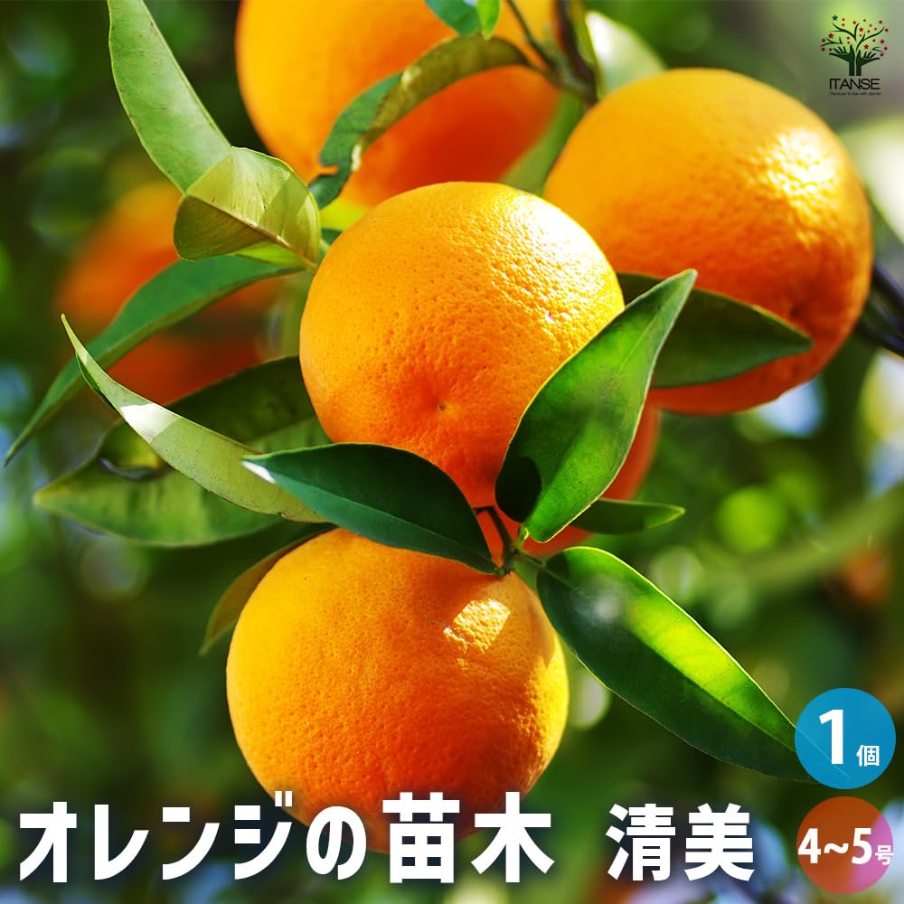 Amazon.co.jp: ITANSE 清見オレンジ 4～5号 1個売り Citrus