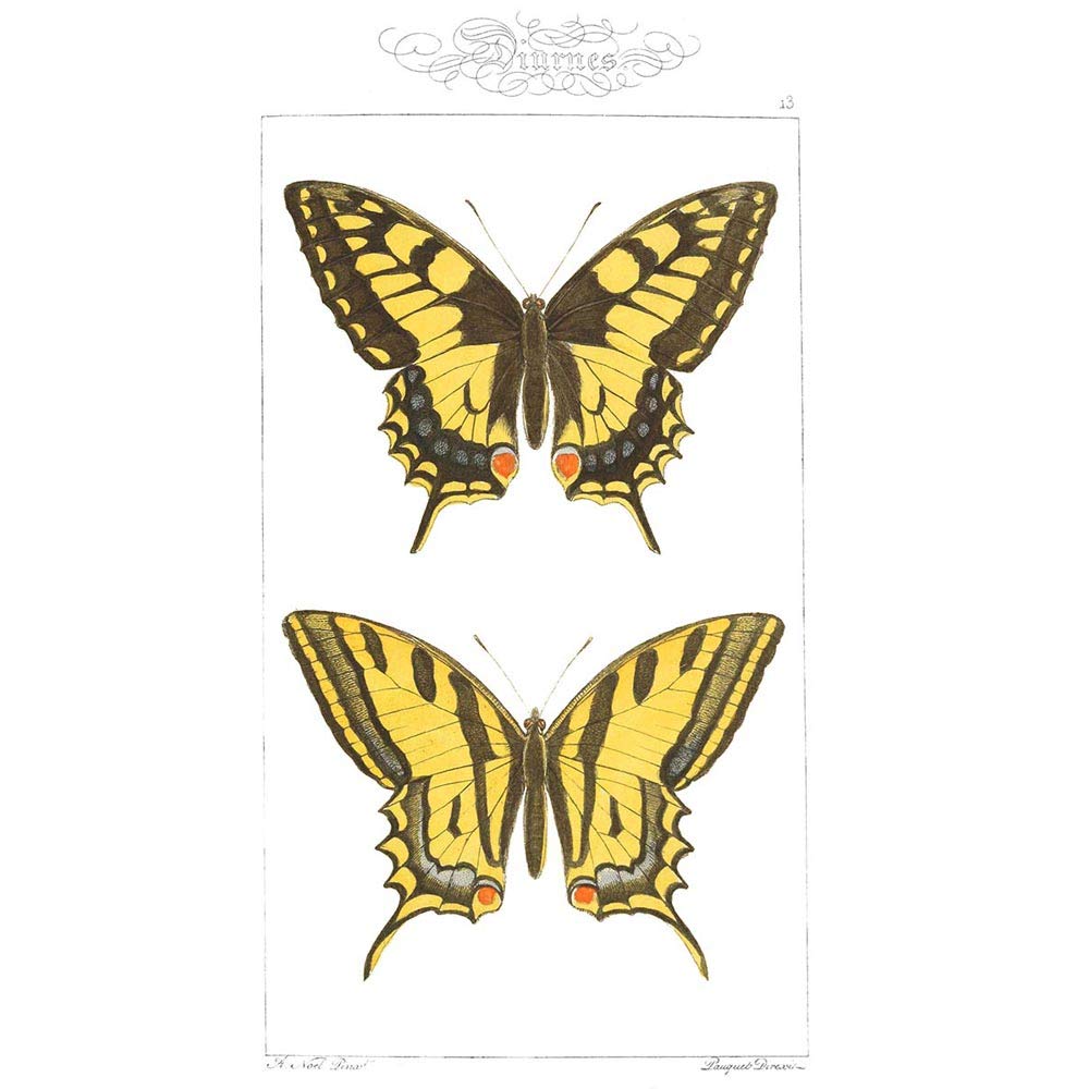Wee Blue Coo Butterflies Black And Yellow Art Print Poster Wall Decor 12X16 Inch