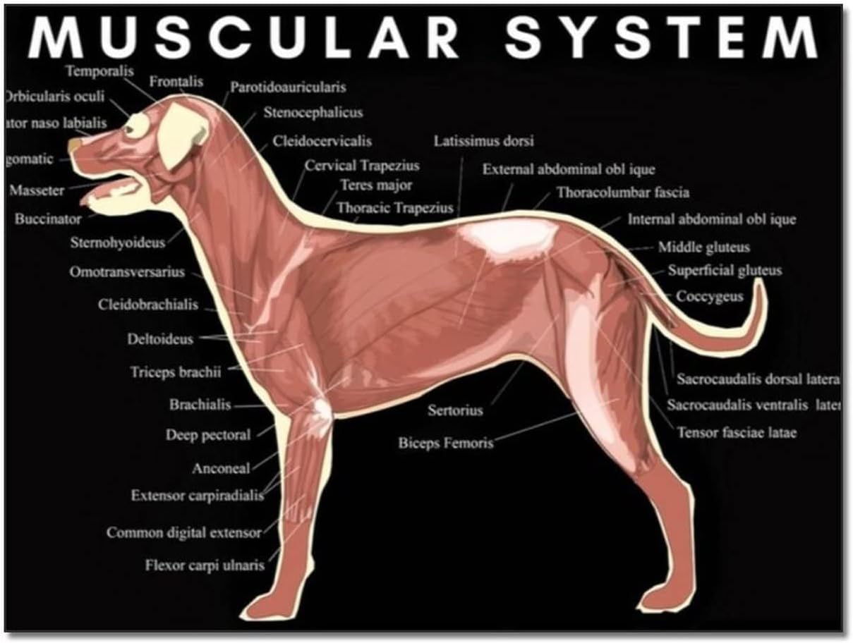 Animal Anatomy Poster Canine Muscular System Veterinary