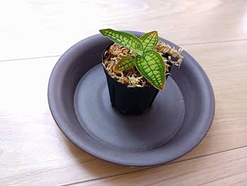 Amazon.co.jp: ジュエルオーキッド シストーチスsp．パプア グリーン