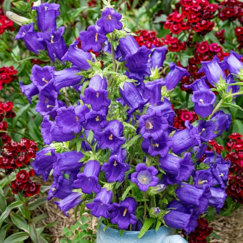 300+Biennial Campanula Canterbury Bells Flower Seeds for Planting Outdoor-Garden Blooms Attracting Pollinators by Carpet Creeping - Used condition - Image 4