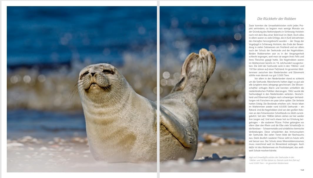 Wunderwelt Wattenmeer: Exklusive Einblicke in einen faszinierenden Kosmos