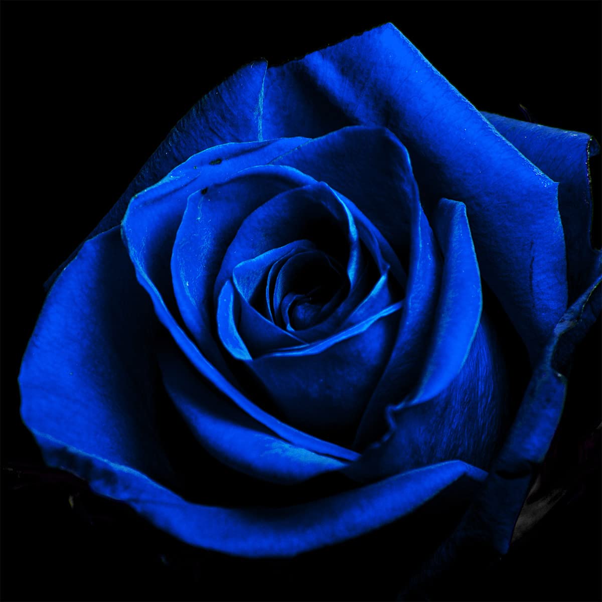 Blue Rose Upholstery Fabric for Chairs,Romantic Floral Flowers Fabric by The Yard,Garden Valentine's Day Fabric for Upholstery and Home DIY Projects,10 Yards,(L920*W150cm) Black — image 1