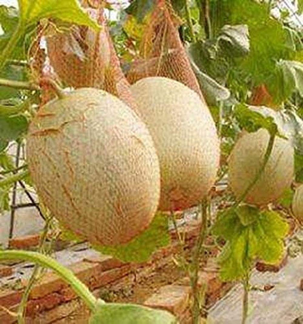 50pcs Cantaloupe Seeds Heirloom for Courtyard Planting Health Climb Fruit Pulp Unique Flavor Sweet Juicy Convenient Storage