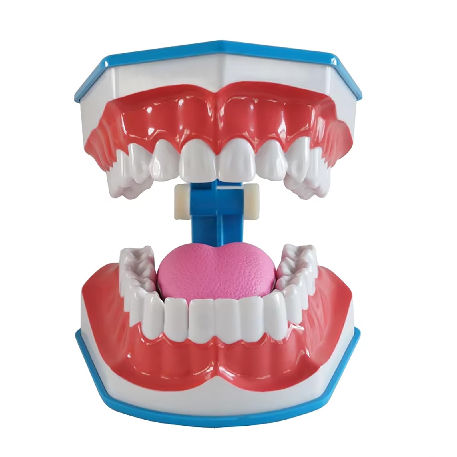 Modello Standard Per Studio Odontoiatrico, Modello Per Denti Dentali 2 Volte Grandi, Forniture Per Studio Odontoiatrico Per Bambini Con Lingua Rimovibile, Angolo Di Apertura Di 180°, Per Scuole