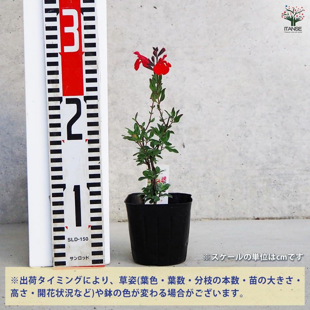 Amazon.co.jp: ITANSE チェリーセージ 3号 3個セット ハーブ苗