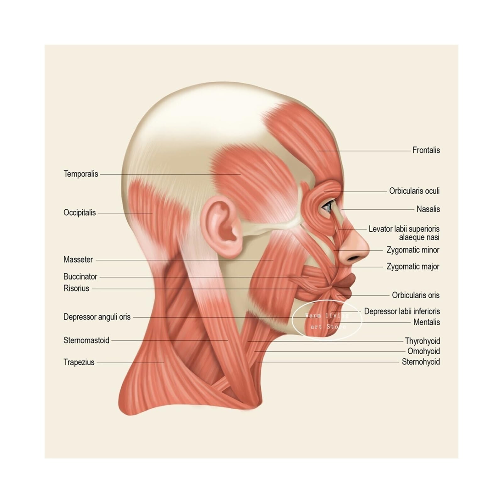 Anatomie des muscles du visage : affiche sur toile grand format pour réviser et décorer