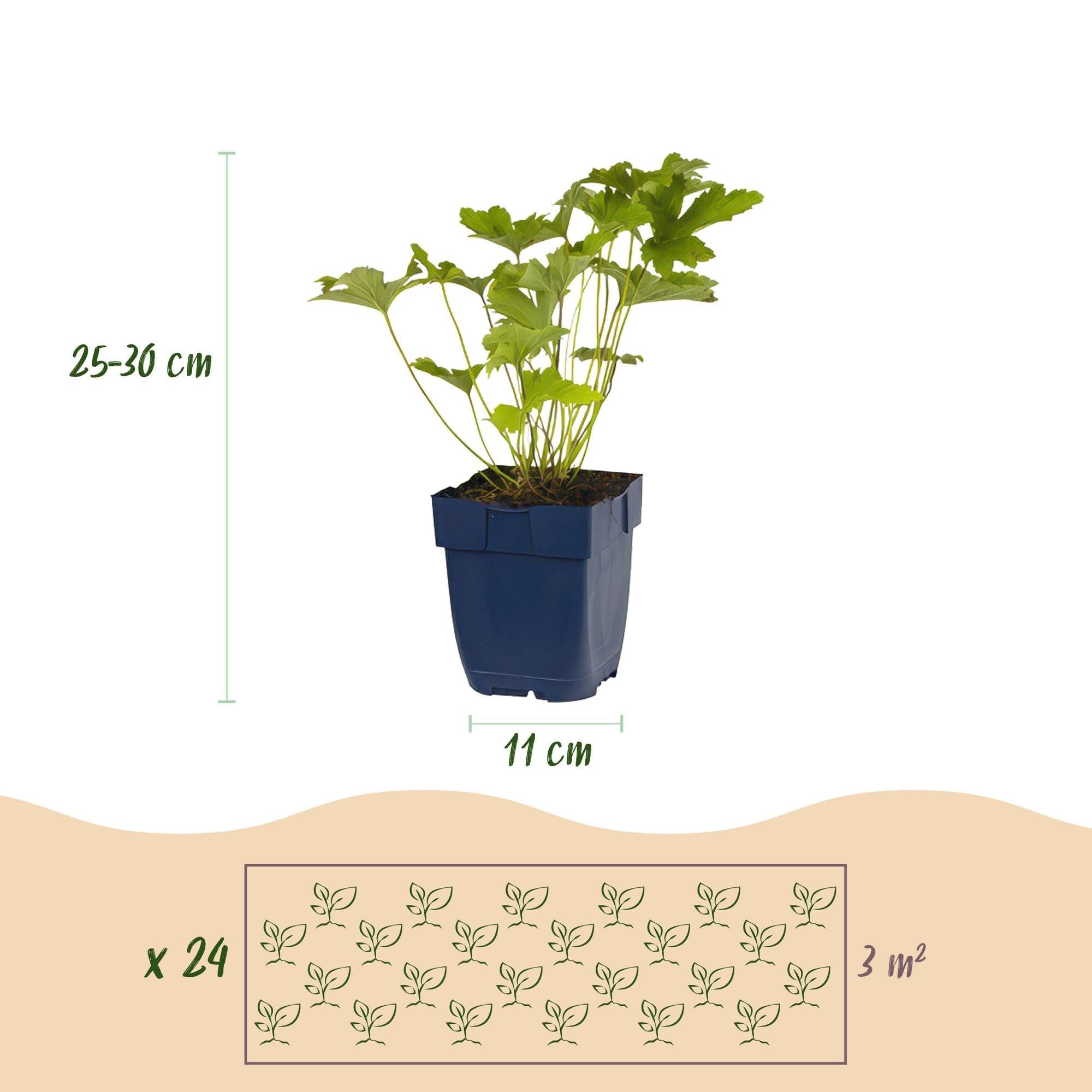 Set di piante perenni "Ombra" – 24 piante perenni amanti dell'ombra per circa 3 m² – Diversi colori e tempi di fioritura – Set facile da pulire per aree giardino ombreggiato – Vaso Ø 11 cm