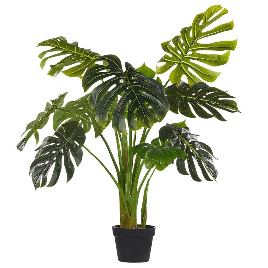 OhhSome Gardening Plant Monstera Deliciosa, 10 Cm Pot Rare Collection (Rare Exotic Healthy Live Plant) (B09WNC4GH8) Amazon Price History, Amazon Price Tracker