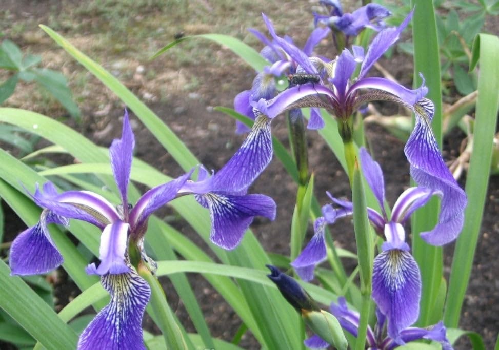 Marginal Plants - Live Water Plant Aquatic Pond Lake Marginal - Pond Plants (Iris Versicolor 'Dark Aura') - 3X 1 Litre Plants