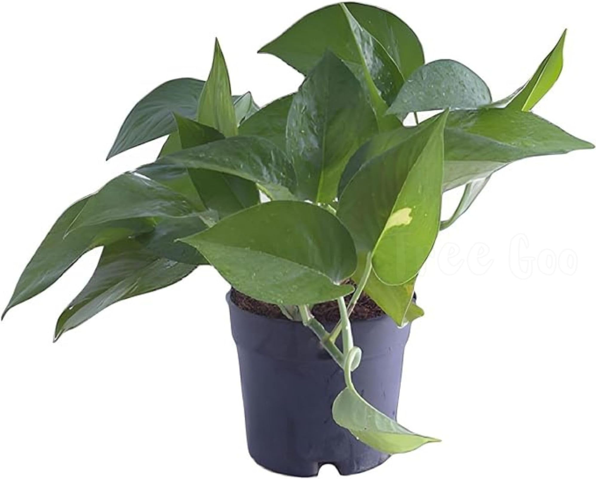 TreeGoo Green Lucky Money Plant with 4-Inch Black Pot - Easy Care, Air-Purifying Indoor Plant for Home and Office Decor