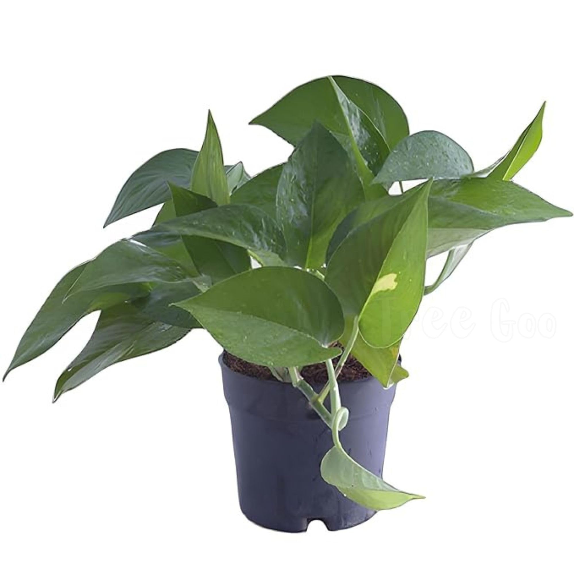 TreeGoo Green Lucky Money Plant with 4-Inch Black Pot - Easy Care, Air-Purifying Indoor Plant for Home and Office Decor