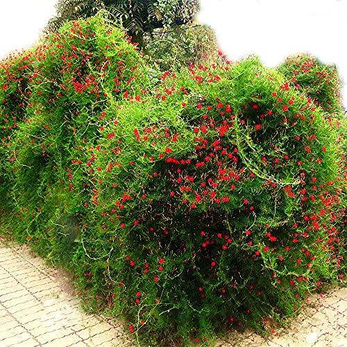 30Pcs Cardinal Climber Cypress Vine Seeds Ipomoea Quamoclit Seeds #TOP2