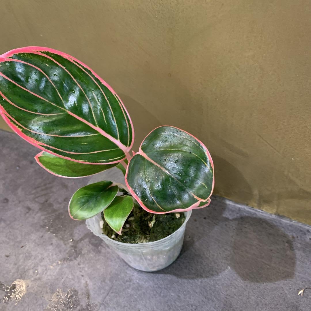 Amazon.co.jp: アグラオネマ ロータスデライト 2 : 食品・飲料・お酒