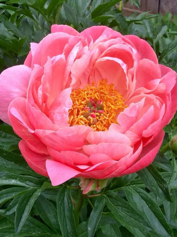 Radha Krishna Agriculture® Peony flower bulbs (Pack of 6 PCS) Mix Color