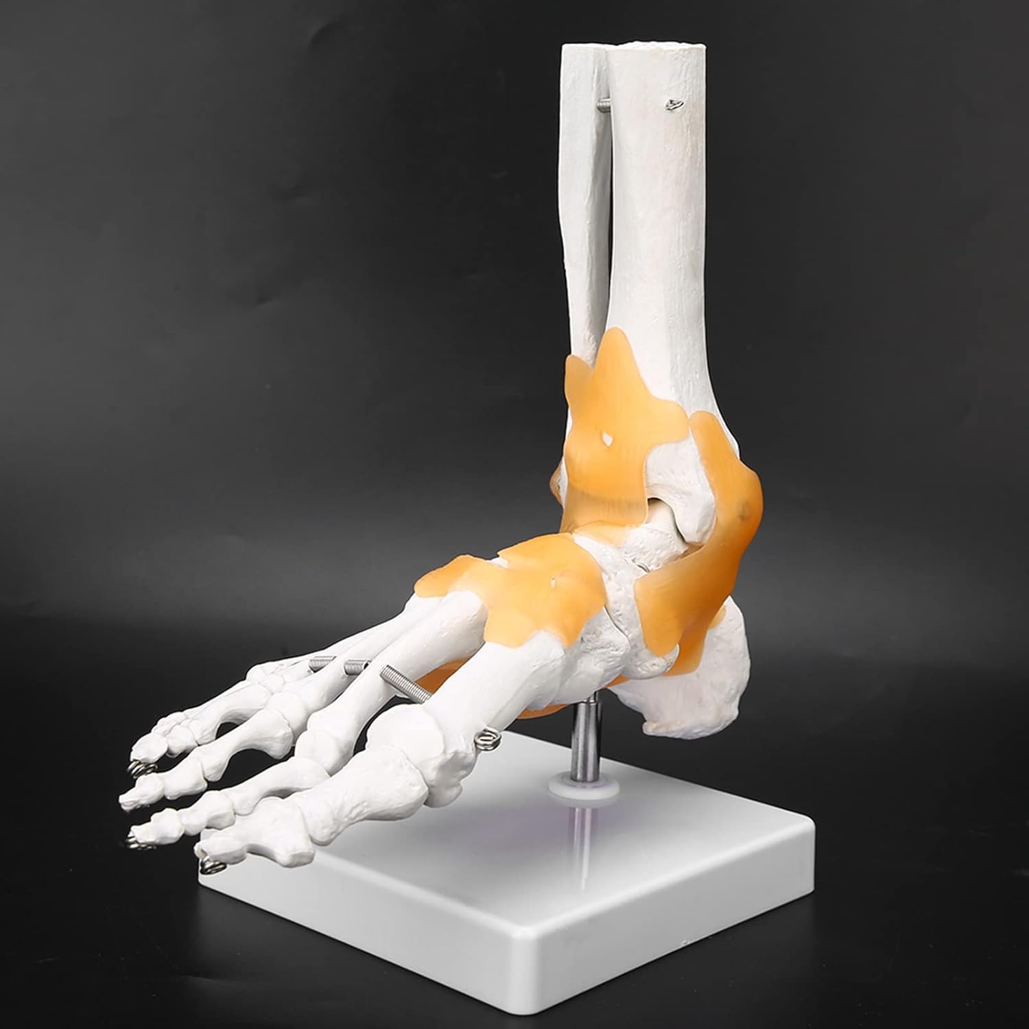 Modelo de pie anatómico humano de tamaño natural – Modelo de esqueleto de pie con ligamentos flexibles for estudio educativo de anatomía