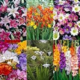 Carbeth Plants 100 x Summer Bulb Mixed Collection - Includes Gladioli, Lilies, Freesia - Pollinator Friendly Herbaceous Perennial Summer Flowering Plants - Grow in Beds, Borders & Patio Pots