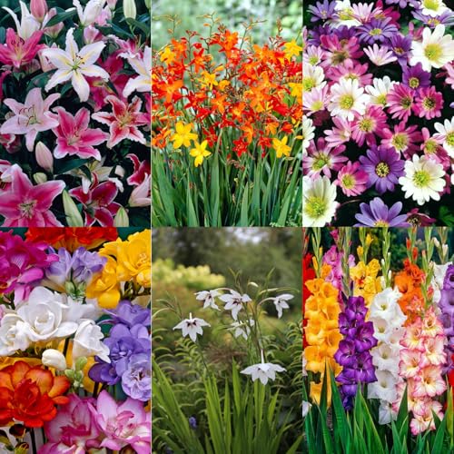 Transform Your Garden with the Carbeth Plants 100 x Summer B