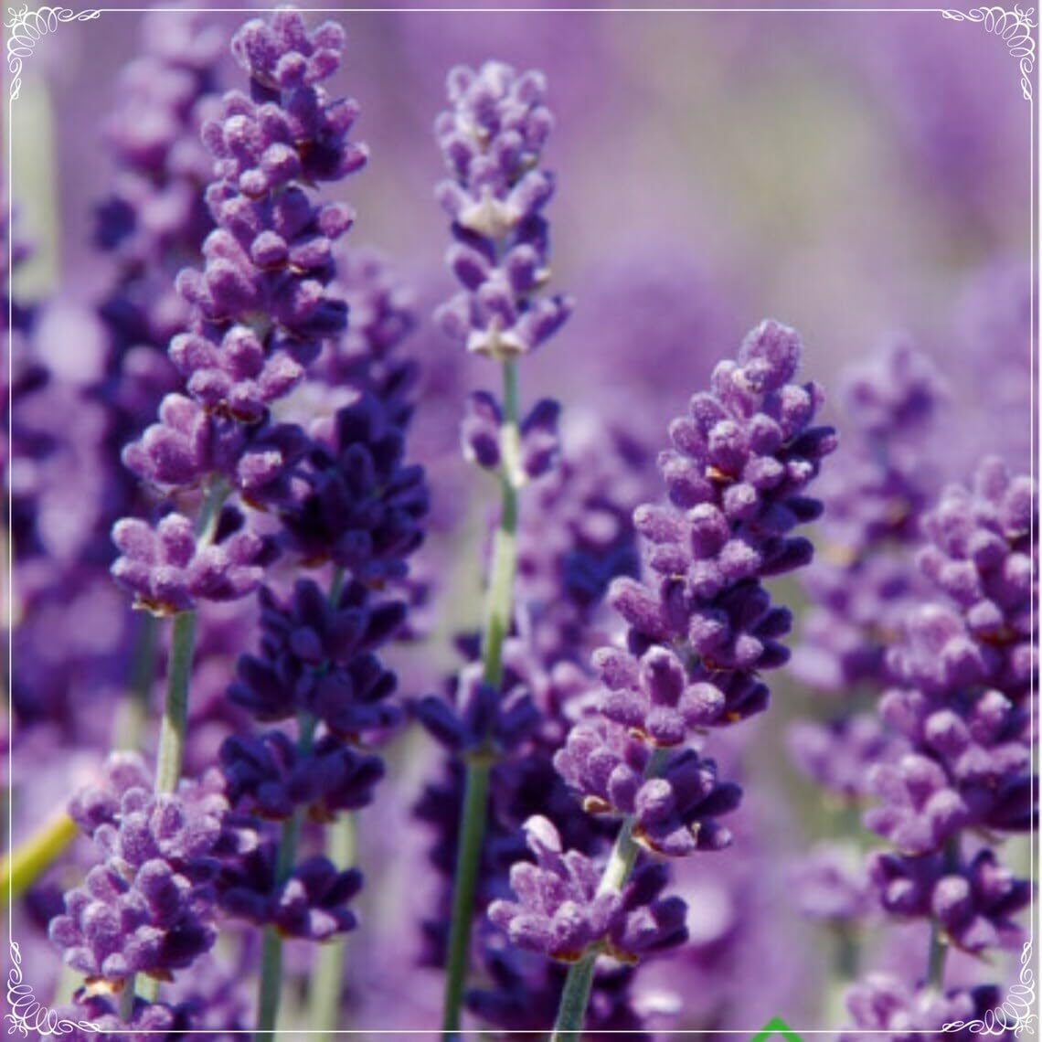 Willvine Fragrant French Provence Lavender Seed, Aromatic, Natural-KTK-9J-image-15