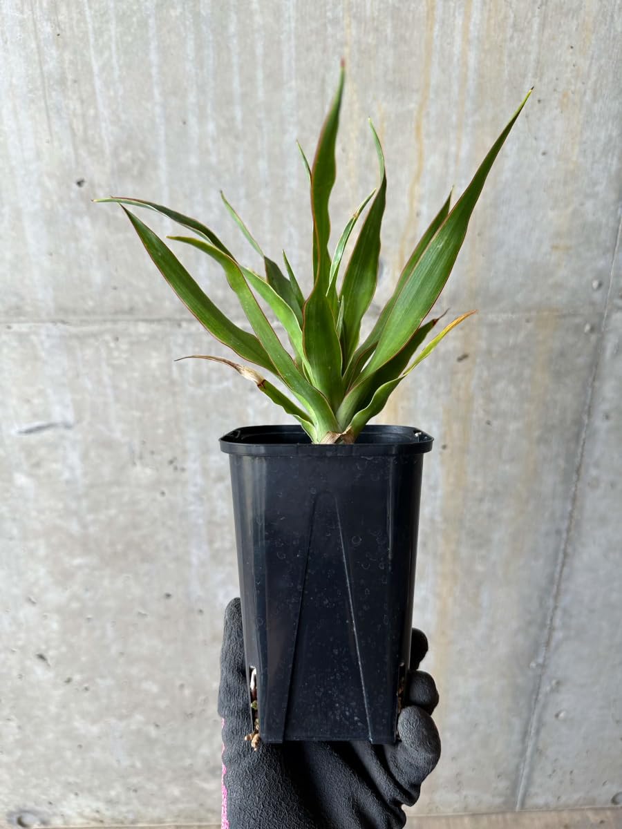 Amazon｜【現品限り】ドラセナ・ドラコ 竜血樹【E60】 Dracaena draco