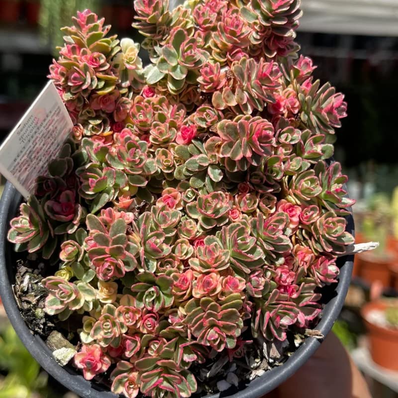 15 Best Succulents for Terrariums Factors to Know Before Buying