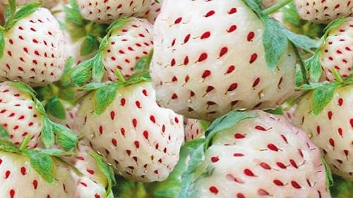Miniatura 3 de Double The Color Strawberry Duo - 100 semillas de fresa roja + 100 semillas de fresa blanca para plantar