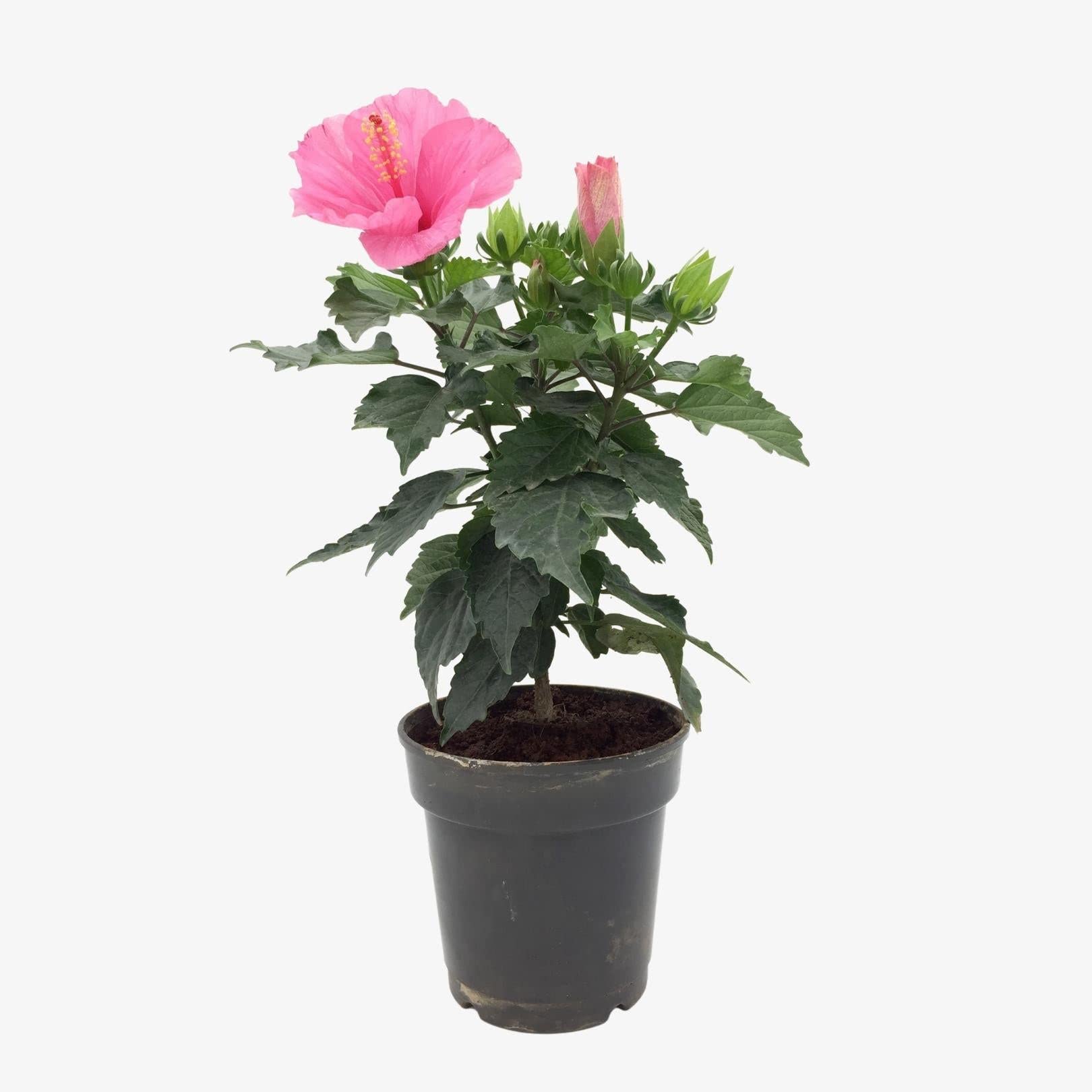 See full amazon price history chart for Go4plants Pink Hibiscus Live Flower Plant with Pot Go4plants Pink Hibiscus Live Flower Plant with Pot (B0B2DZ2DZ4) Amazon Price History, Amazon Price Tracker