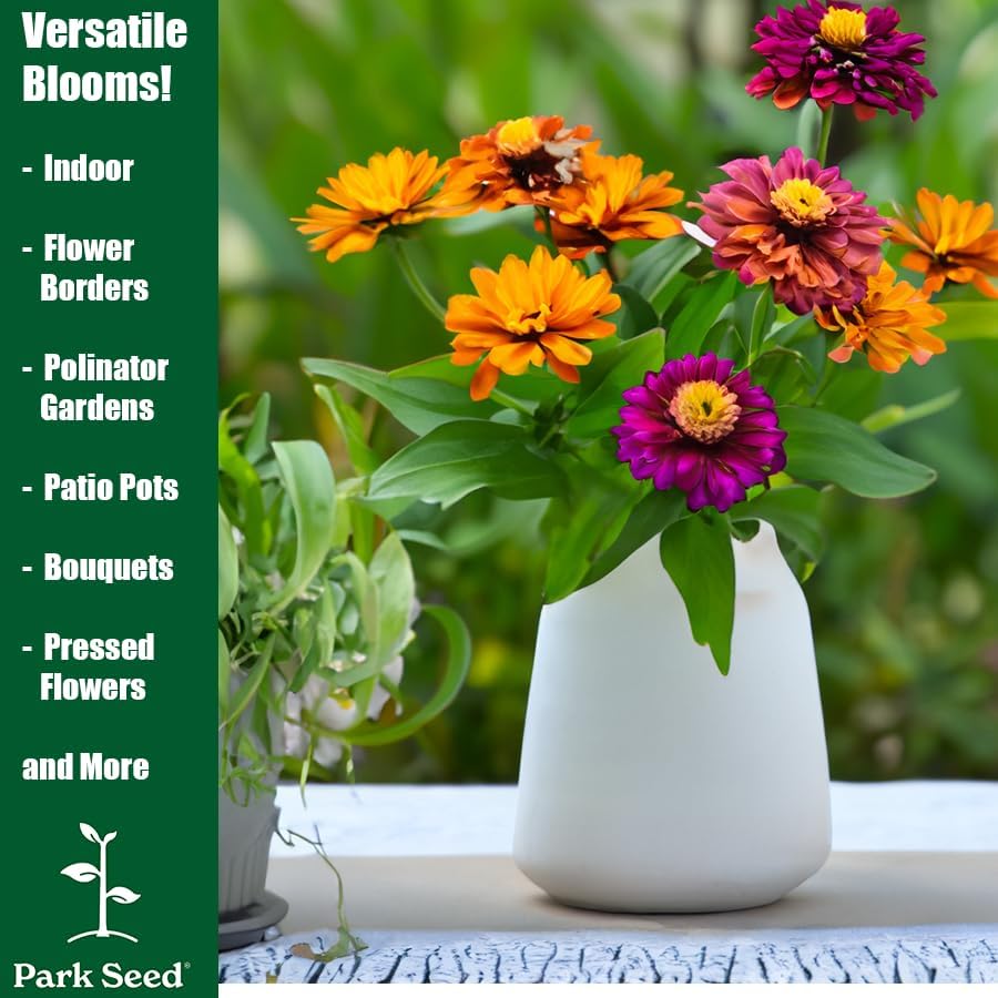 Miniatura 2 de Park Seed Semillas para Plantar Flores de Zinnia, Fáciles de Cultivar, Perfectas para Jardín de Primavera, Zinderella Red, Paquete de 25