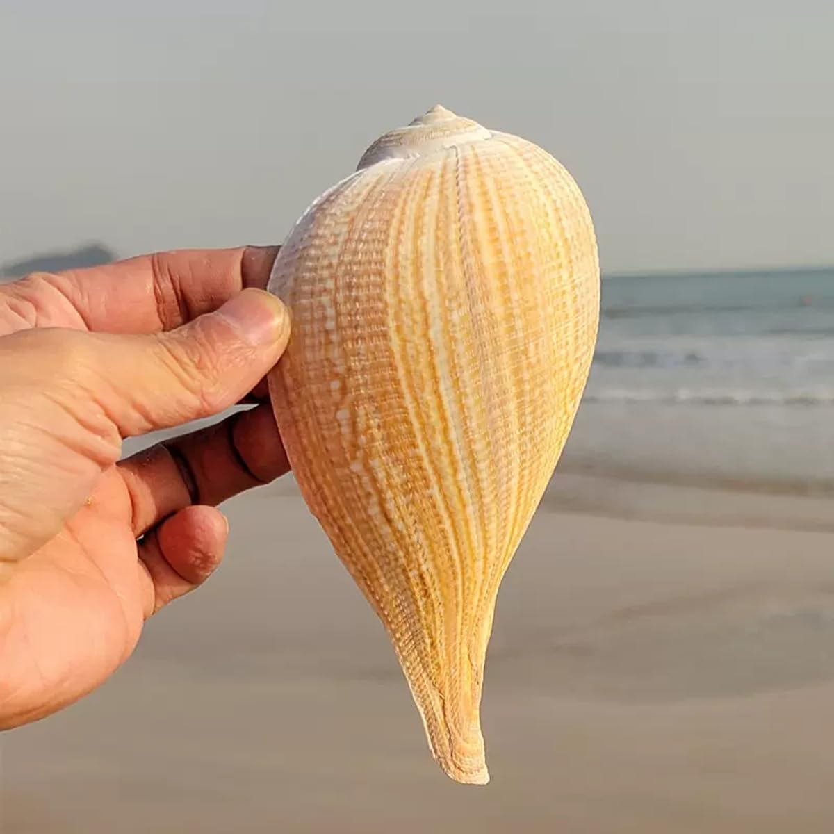 Muszla trąbki, Naturalna duża muszla ślimakowa 8~15 cm na wesele, imprezę tematyczną plaży(8~13cm)