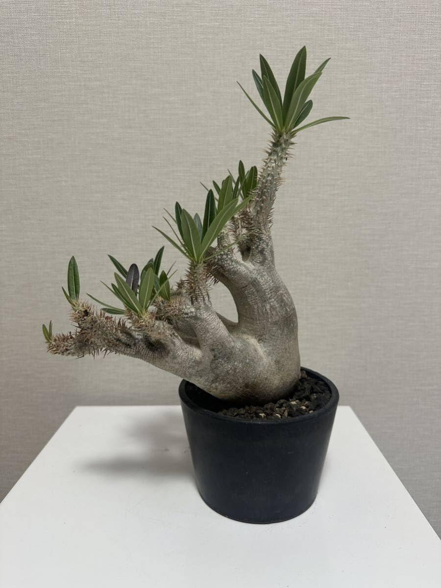 Amazon｜パキポディウム イノピナツム塊根植物 Pachypodium｜観葉植物