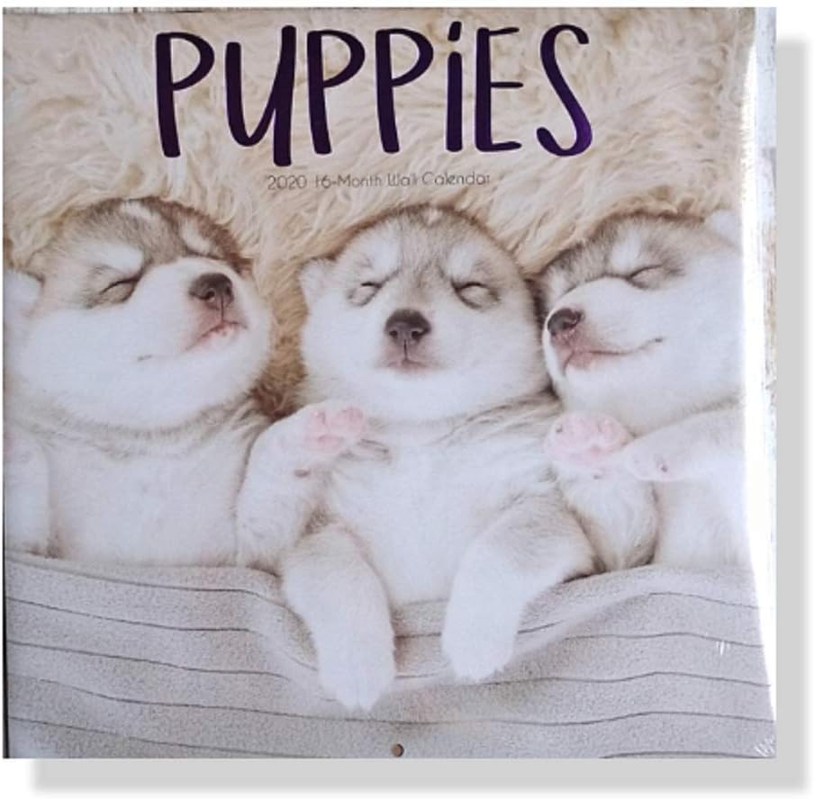 2020-16 Month Calendar 12x12 (Puppies)