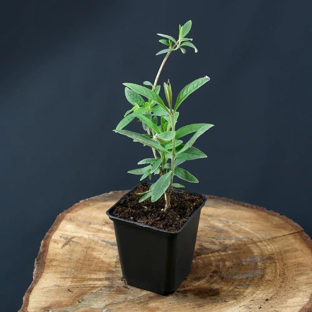 Buddleia davidii Royal Red Rossa "Albero delle Farfalle" Buddleja pianta in vaso 7x7 cm Vivaio di Castelletto