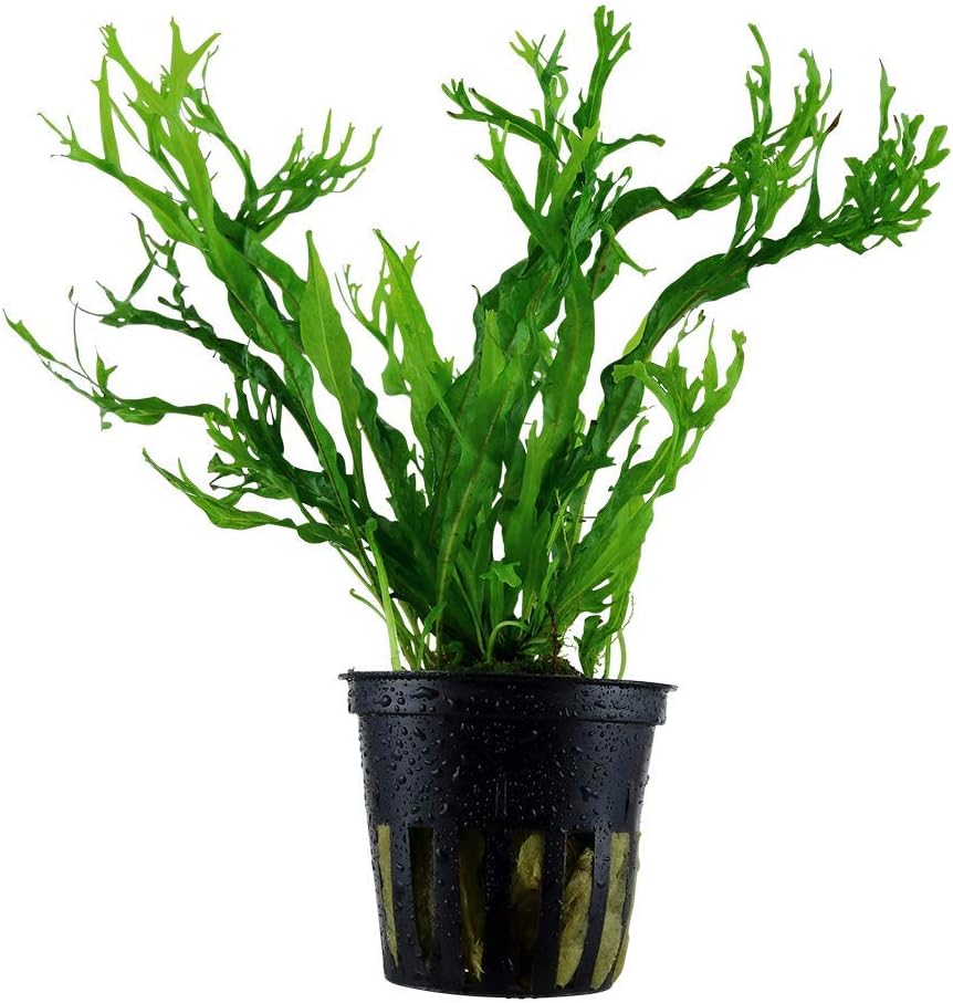 Tropica Microsorum pteropus Windelov