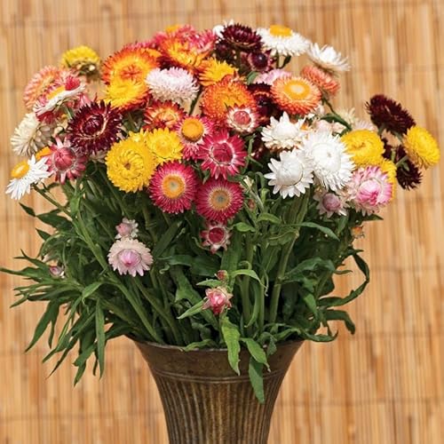 Park Seed King Size Formula Mix Strawflower Seeds, Pack of 100 Seeds – 6 Vibrant Colors, Pollen-Rich, Attracts Pollinators, Ideal for Pollinator Gardens, Containers, and Cut Flowers
